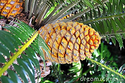 Cycad cone, Encephalartos Transvenosus Stock Photo