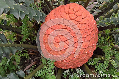 Cycad cone Stock Photo