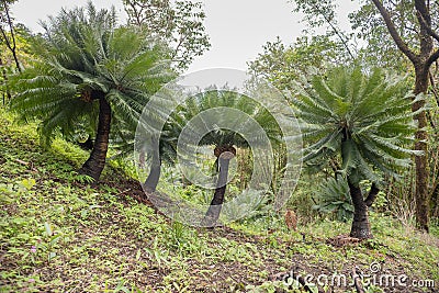 Cycad palm tree in the forest Umphang Tak ,Thailand. Stock Photo