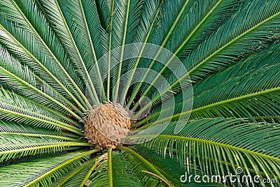 Cycad Plant from Above Stock Photo