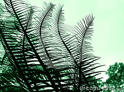 Cycad - Plant abstract Stock Photo