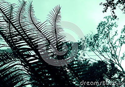 Cycad - Plant abstract Stock Photo