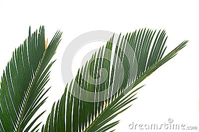 Cycas leaf isolated Stock Photo