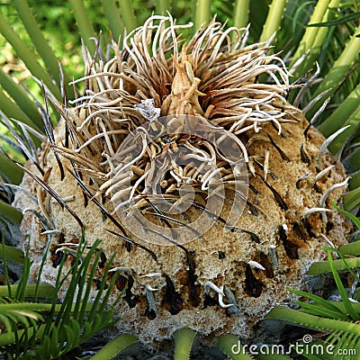 Cycas palm Stock Photo