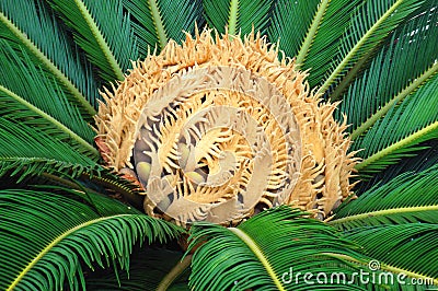 Cycas palm Stock Photo