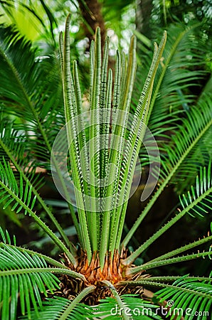 Cycas revoluta- fake sago palm Stock Photo