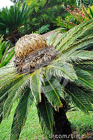 Cycas revoluta (sago cycad) - botanical garden Fun Stock Photo