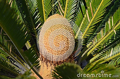 Cycas revoluta. Detail of central core fruit pine cone. Sago palm tree Stock Photo