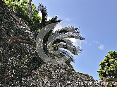 Cycas revoluta or Sago palm or King sago or Sago cycad or Japanese sago palm. Stock Photo