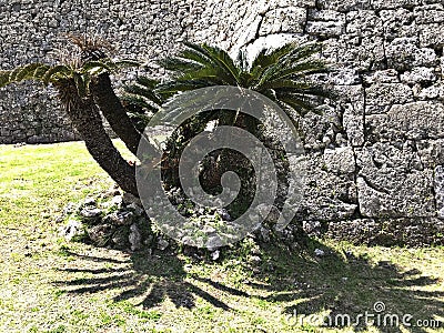 Cycas revoluta or Sago palm or King sago or Sago cycad or Japanese sago palm. Stock Photo