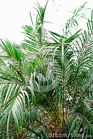 Cycas revolute, king sago, sago cycad, Japanese sago palm. Stock Photo