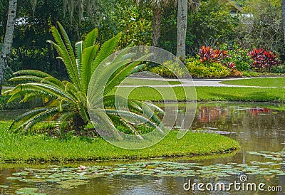 Cycas Siamensis Cycas Panzhihuaensis at Mckee Botanical Gardens in Vero Beach, Indian River County, Florida USA Stock Photo