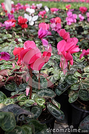 Cyclamen. Field of colorful variety of cyclamen flowers in blossom in greenhouse ready for sales. Pink, purple, ornamental, white, Stock Photo