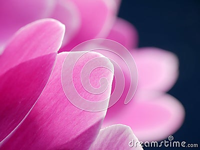 Cyclamen flower petals Stock Photo