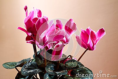 Cyclamen flower - spring flowering - Pink background Stock Photo