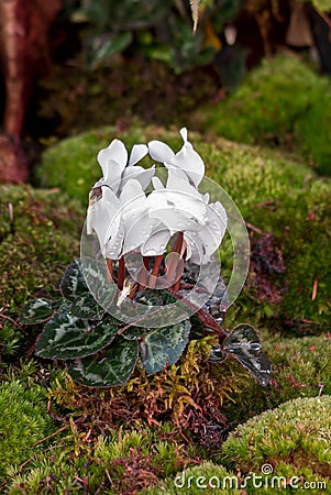 Cyclamen flowers and moss in a closed garden Stock Photo