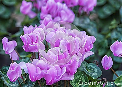 Cyclamen, perennial flowering plants with lilac flowers, upswept petals and variably patterned leaves Stock Photo