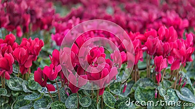 Cyclamen, perennial flowering plants with red flowers, upswept petals and variably patterned leaves Stock Photo