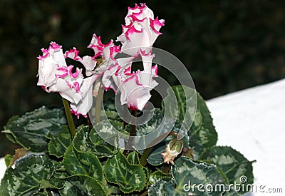 Cyclamen persicum 'Metis Select Victoria' Stock Photo