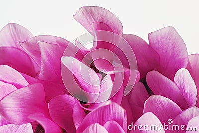 Cyclamen pink flower close up Stock Photo