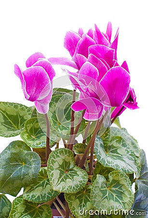 Cyclamen pink flower Stock Photo