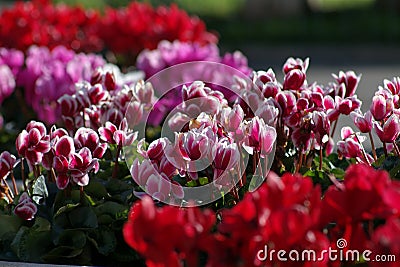 Cyclamen in vase of different colors Stock Photo