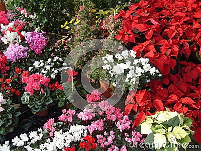 Cyclamens, poinsettias and other winter flowers in the flower market. Different varieties of alpine violets and milkweed. Red, Stock Photo