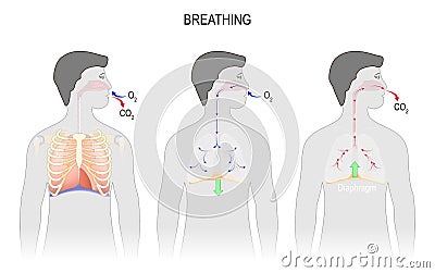 Cycle of breathing, inspiration and expiration. respiratory system anatomy Vector Illustration