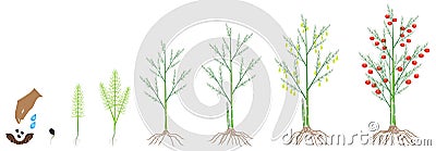 Cycle of growth of a asparagus plant on a white background. Vector Illustration