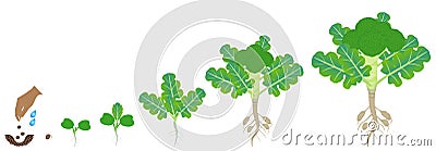 Cycle of growth of broccoli plant on a white background. Vector Illustration