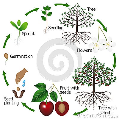 Cycle of growth of a cherry tree on a white background. Vector Illustration