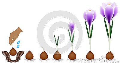 Cycle of growth of a crocus plant isolated on a white background. Vector Illustration