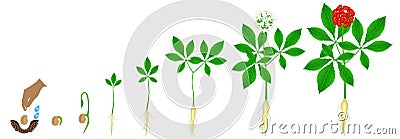 Cycle of growth of a ginseng Panax ginseng plant on a white background. Vector Illustration