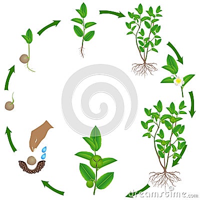 Cycle of growth of green tea camellia sinensis plant. Vector Illustration