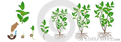 Cycle of growth of green tea camellia sinensis plant on a white background. Vector Illustration