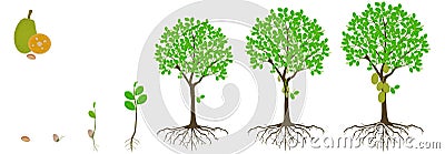 Cycle of growth of jackfruit tree on a white background. Vector Illustration