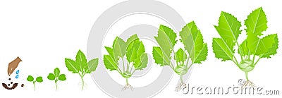 Cycle of growth of a kohlrabi plant on a white background. Vector Illustration