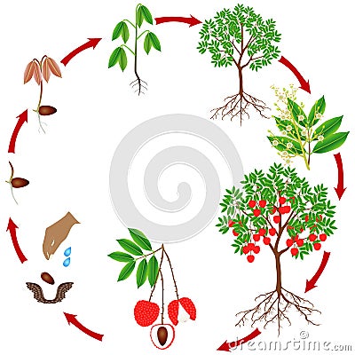 Cycle of growth of a lychee tree on a white background. Vector Illustration