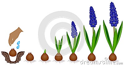 Cycle of growth of a muscari plant isolated on a white background. Vector Illustration