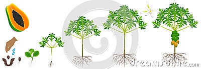 Cycle of growth of a papaya plant on a white background. Vector Illustration
