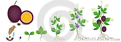 Cycle of growth of a passion fruit plant on a white background. Vector Illustration