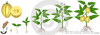 Cycle of growth of pepino melon plant plant on a white background. Vector Illustration