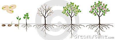 Cycle of growth of pistachio plant on a white background. Vector Illustration