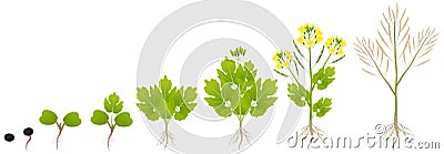 Cycle of growth of a plant of a canola isolated on a white background. Vector Illustration