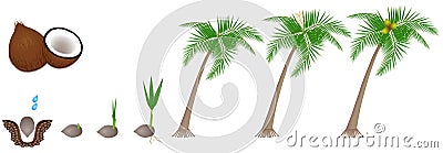 Cycle of growth of a plant of a coconut isolated on a white background. Vector Illustration