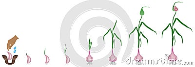 Cycle of growth of a plant of a garlic isolated on a white background. Vector Illustration