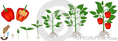 Cycle of growth of a plant of red pepper, isolated on a white background. Vector Illustration