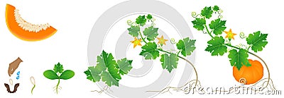Cycle of growth of a pumpkin plant on a white background. Vector Illustration