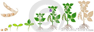 Cycle of growth of soybean plant isolated on white background. Vector Illustration