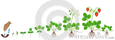 Cycle of growth of a strawberry plant on a white background. Vector Illustration